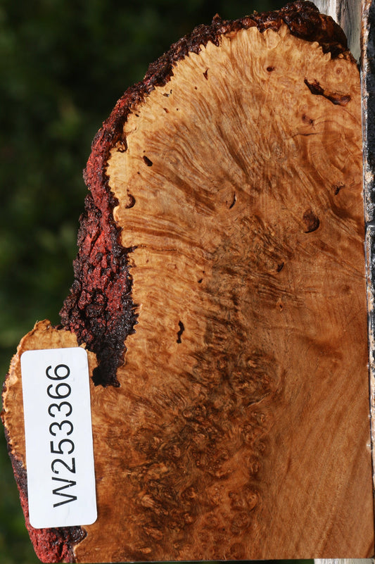 Kanista Burl Live Edge Lumber