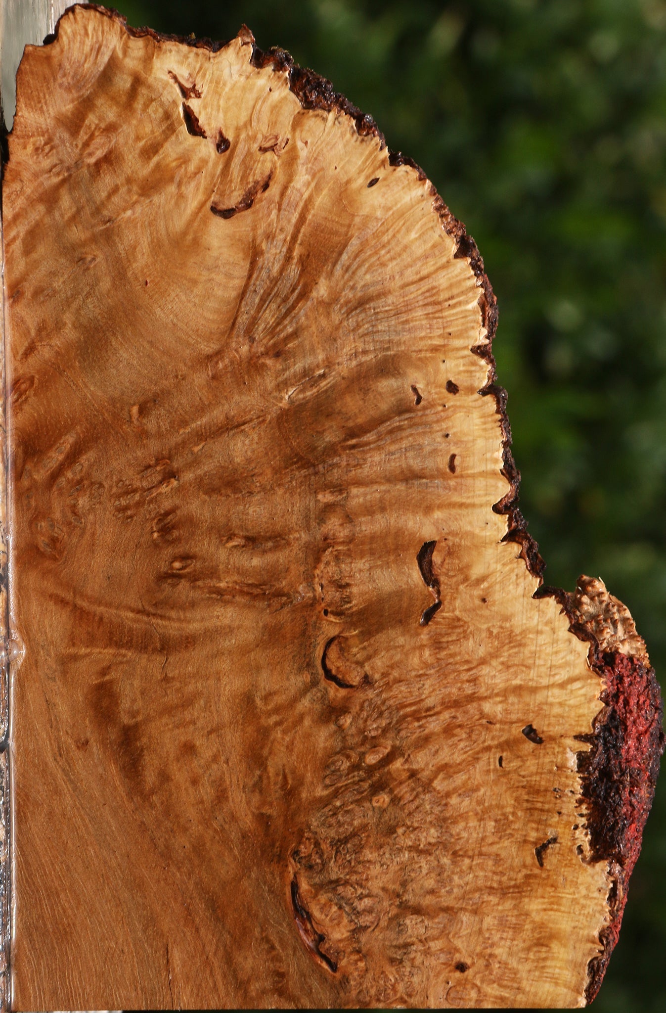 Kanista Burl Live Edge Lumber