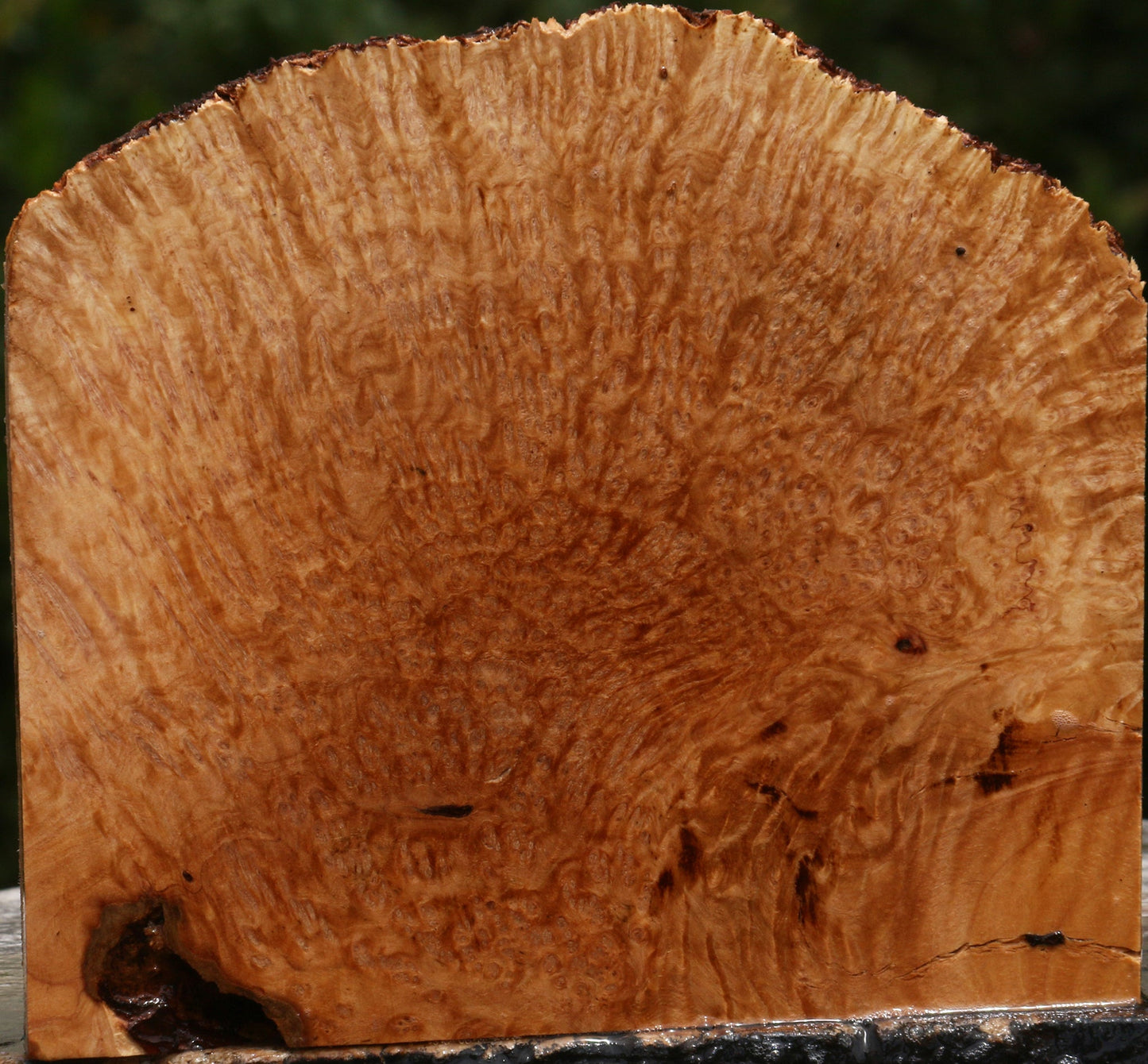 Kanista Burl Live Edge Lumber