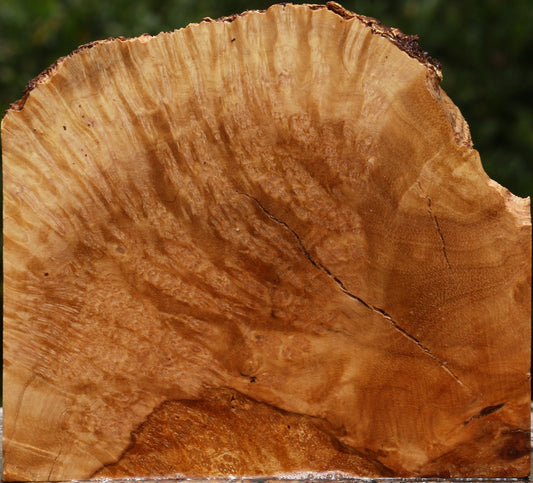Kanista Burl Live Edge Lumber