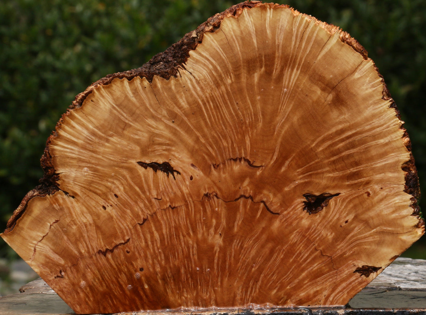 Kanista Burl Live Edge Slice