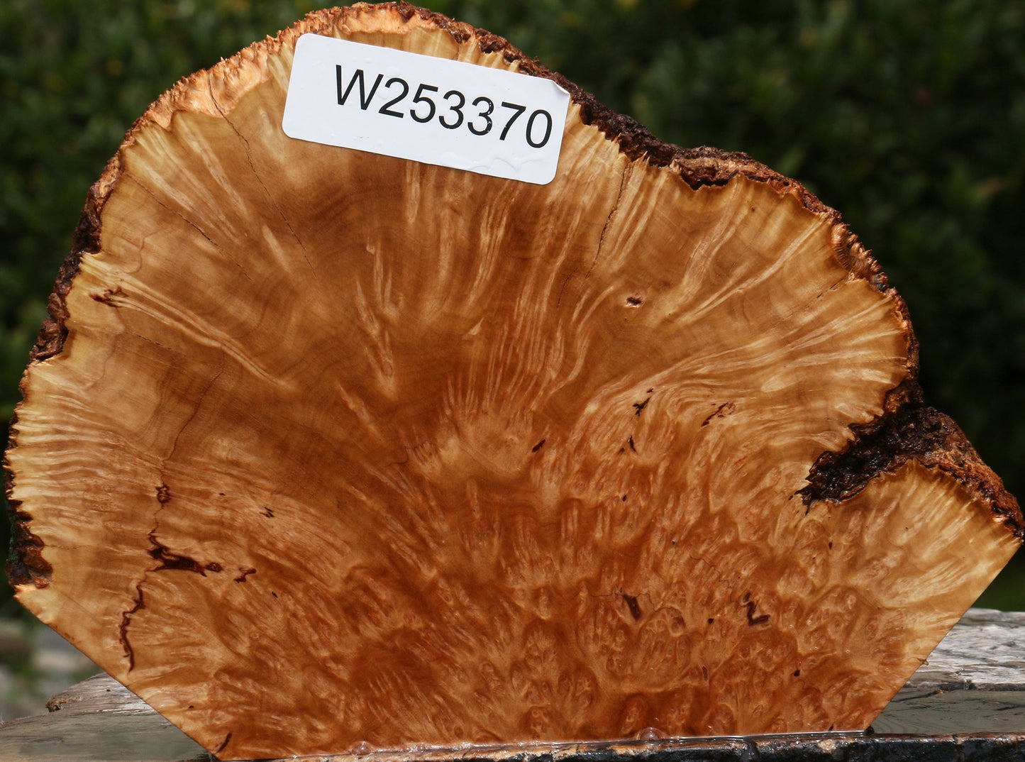 Kanista Burl Live Edge Slice