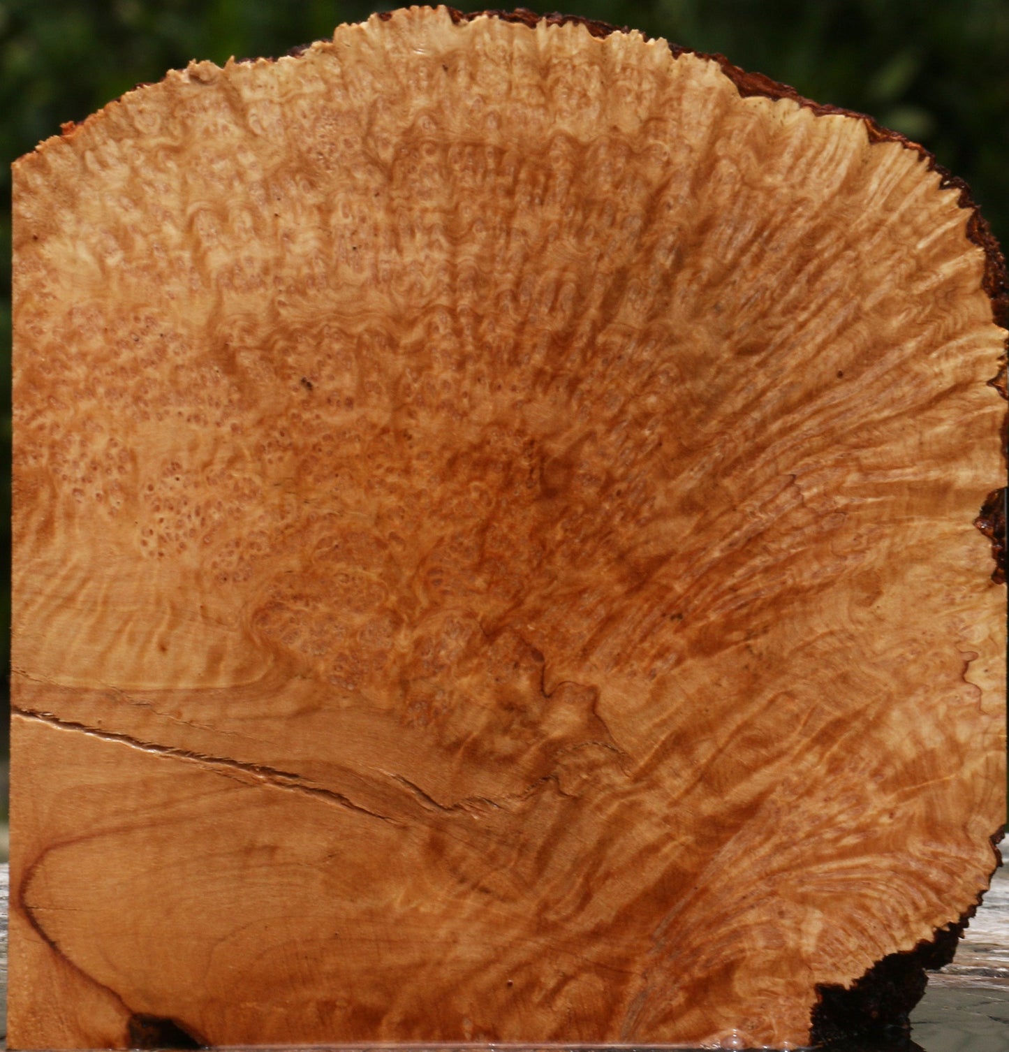 Kanista Burl Live Edge Lumber