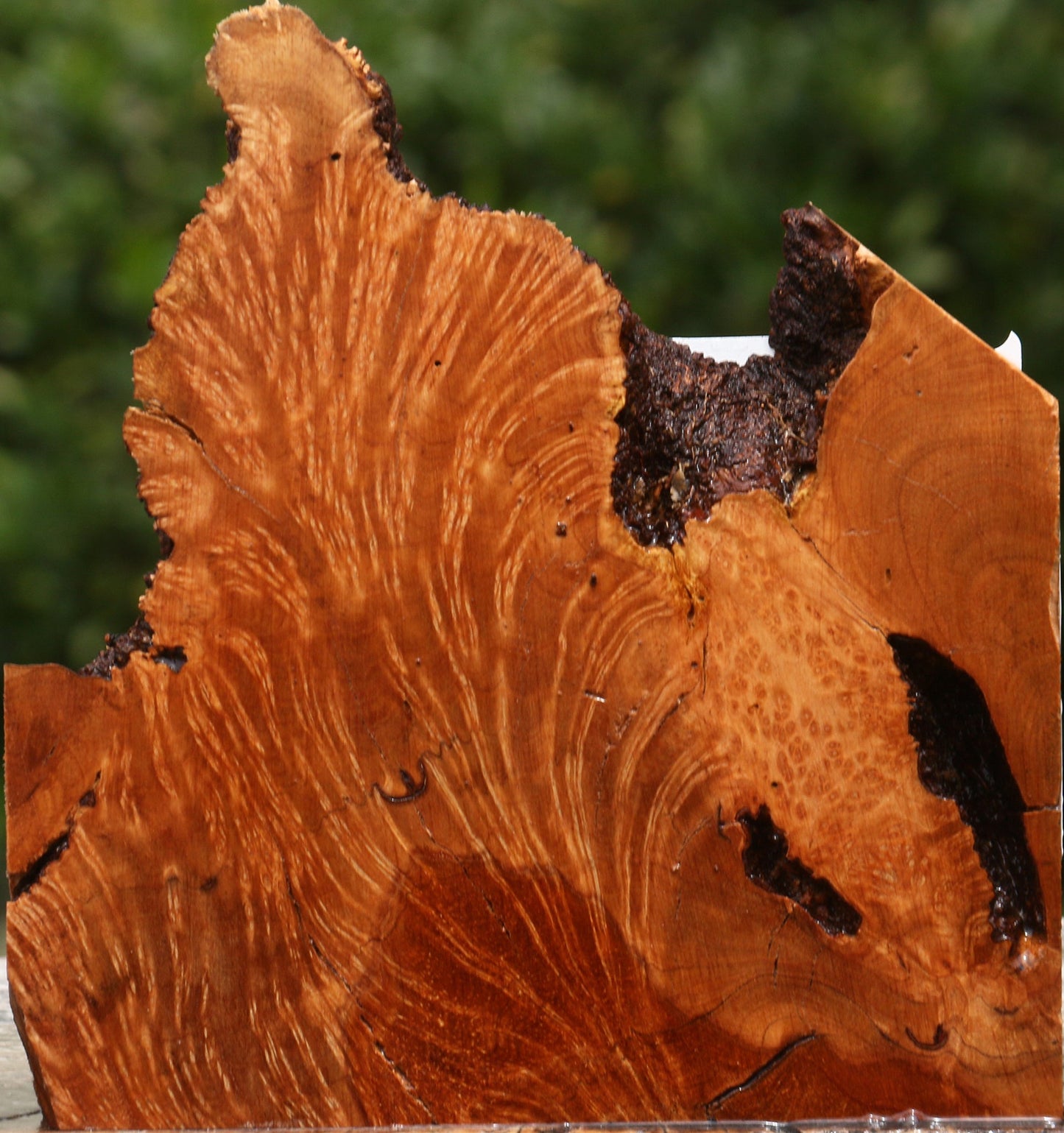 Kanista Burl Live Edge Lumber