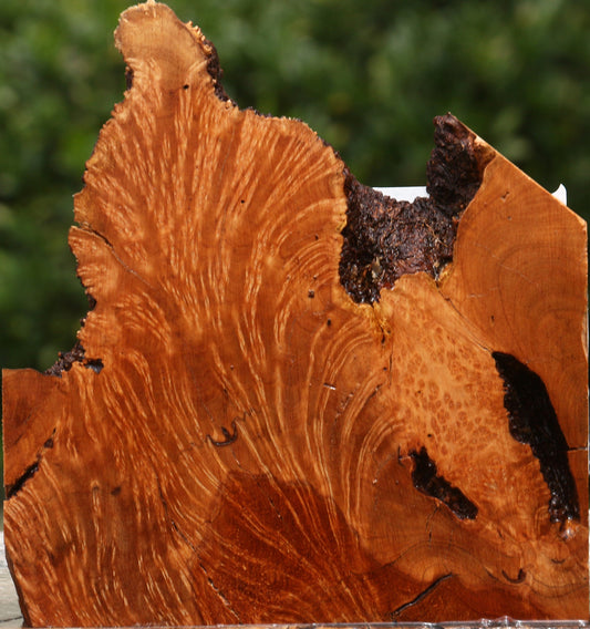 Kanista Burl Live Edge Lumber