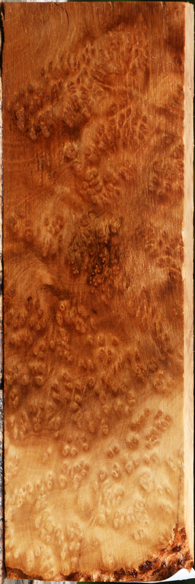 Kanista Burl Lumber