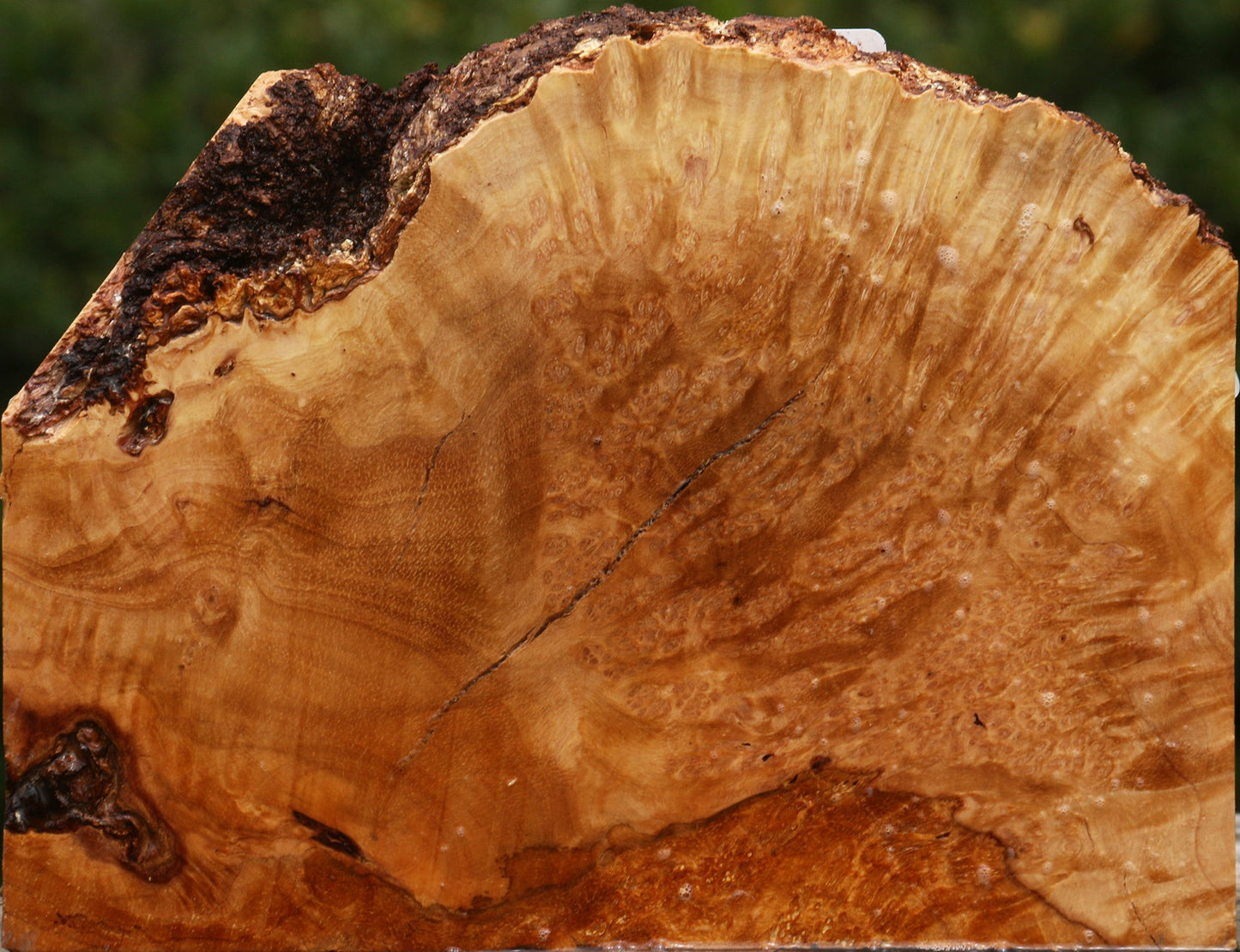 Kanista Burl Live Edge Lumber