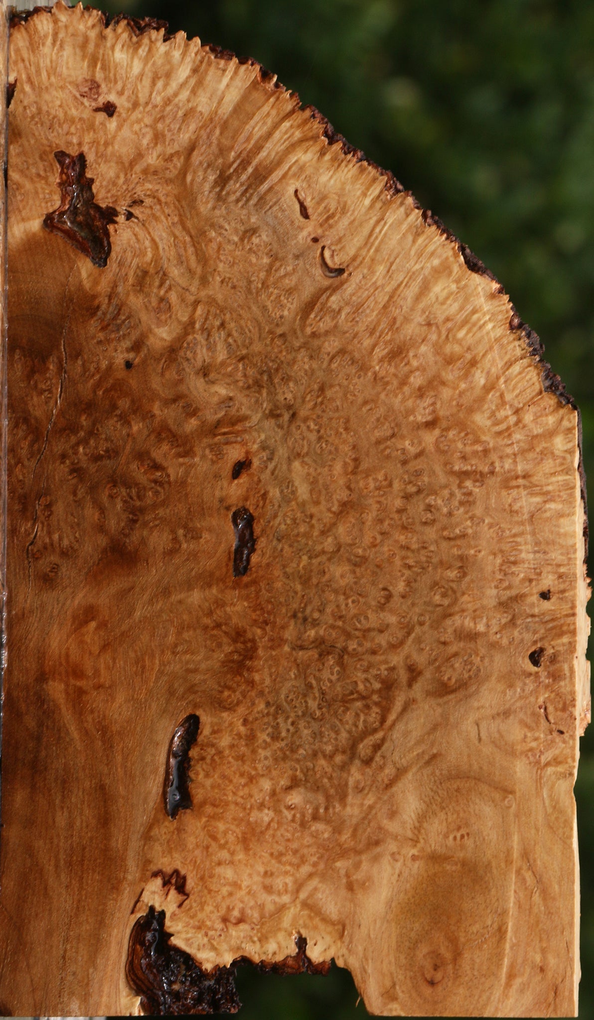 Kanista Burl Live Edge Lumber