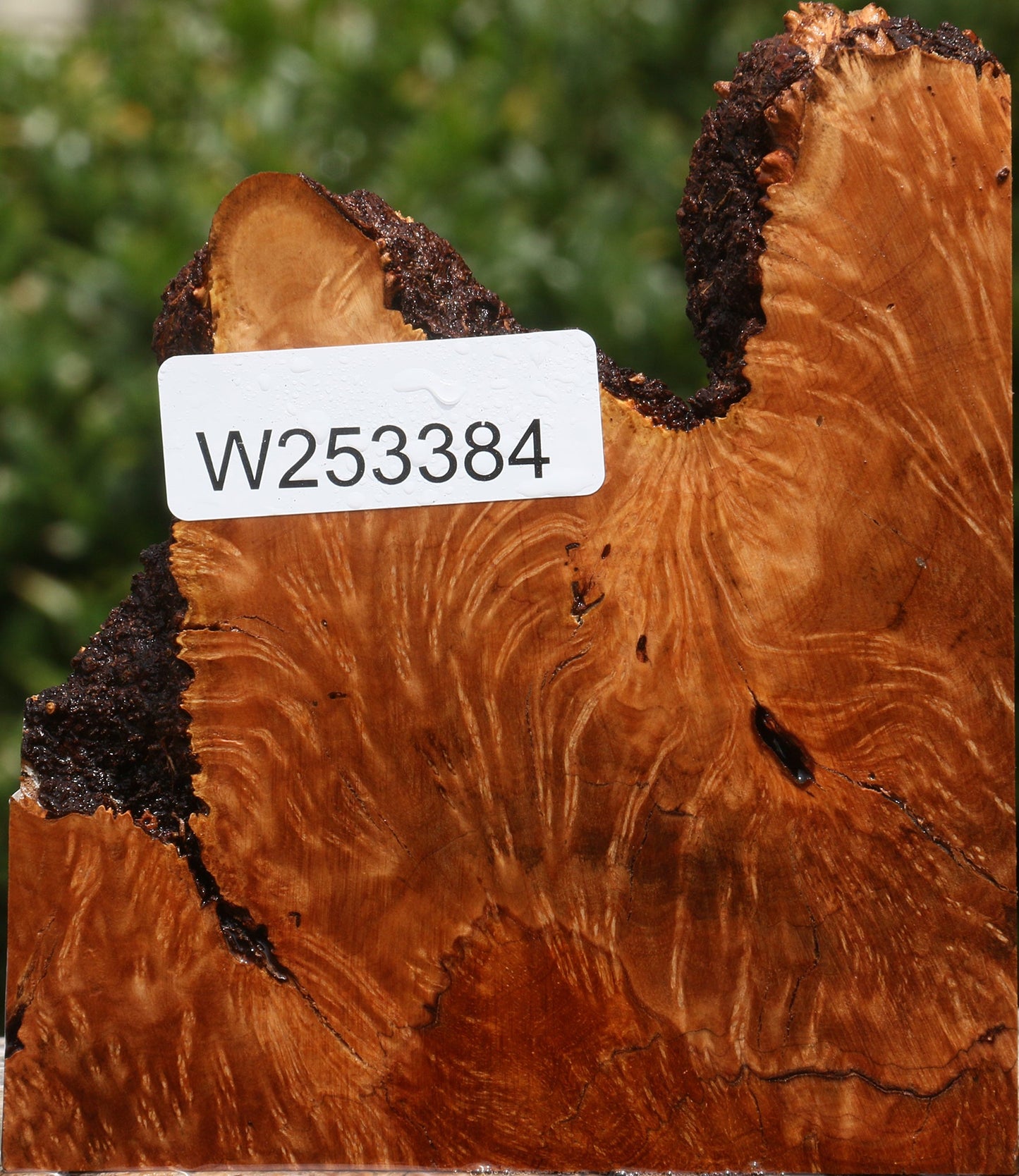 Kanista Burl Live Edge Lumber