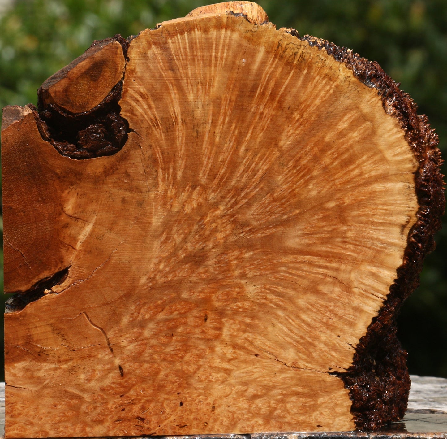 Kanista Burl Live Edge Lumber