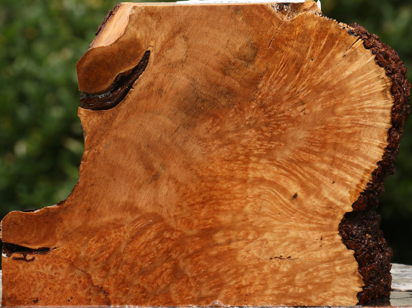 Kanista Burl Live Edge Lumber