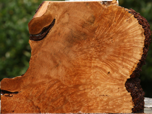 Kanista Burl Live Edge Lumber
