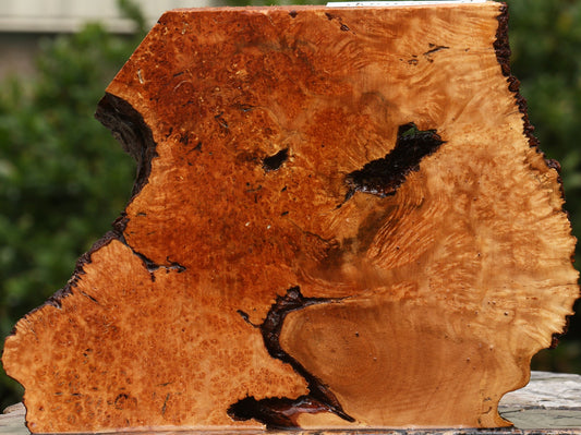 Kanista Burl Live Edge Lumber