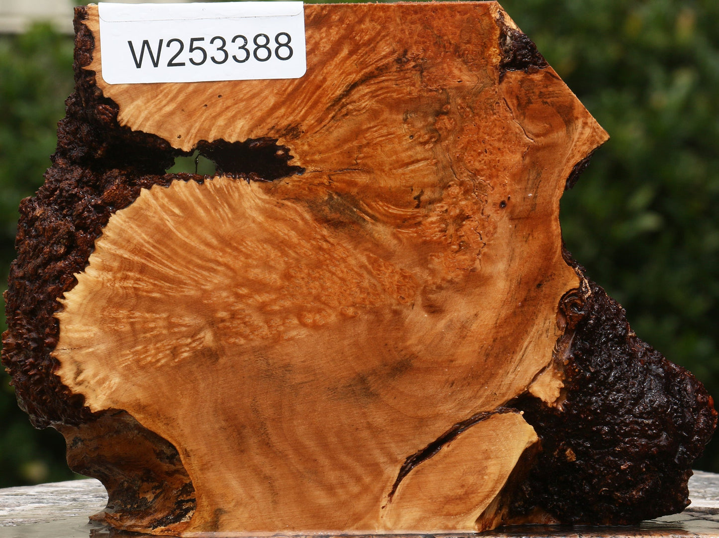 Kanista Burl Live Edge Lumber