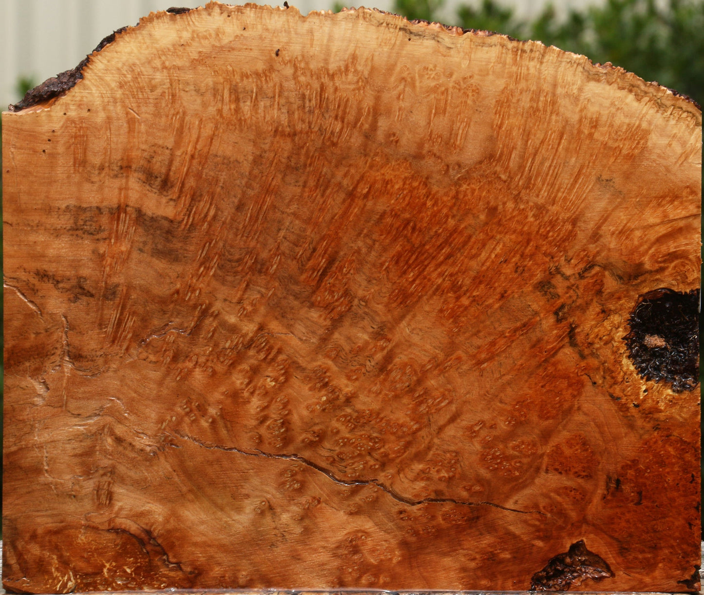 Kanista Burl Live Edge Lumber