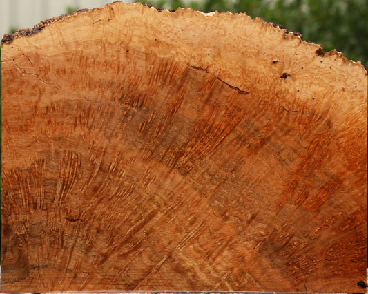 Kanista Burl Live Edge Lumber