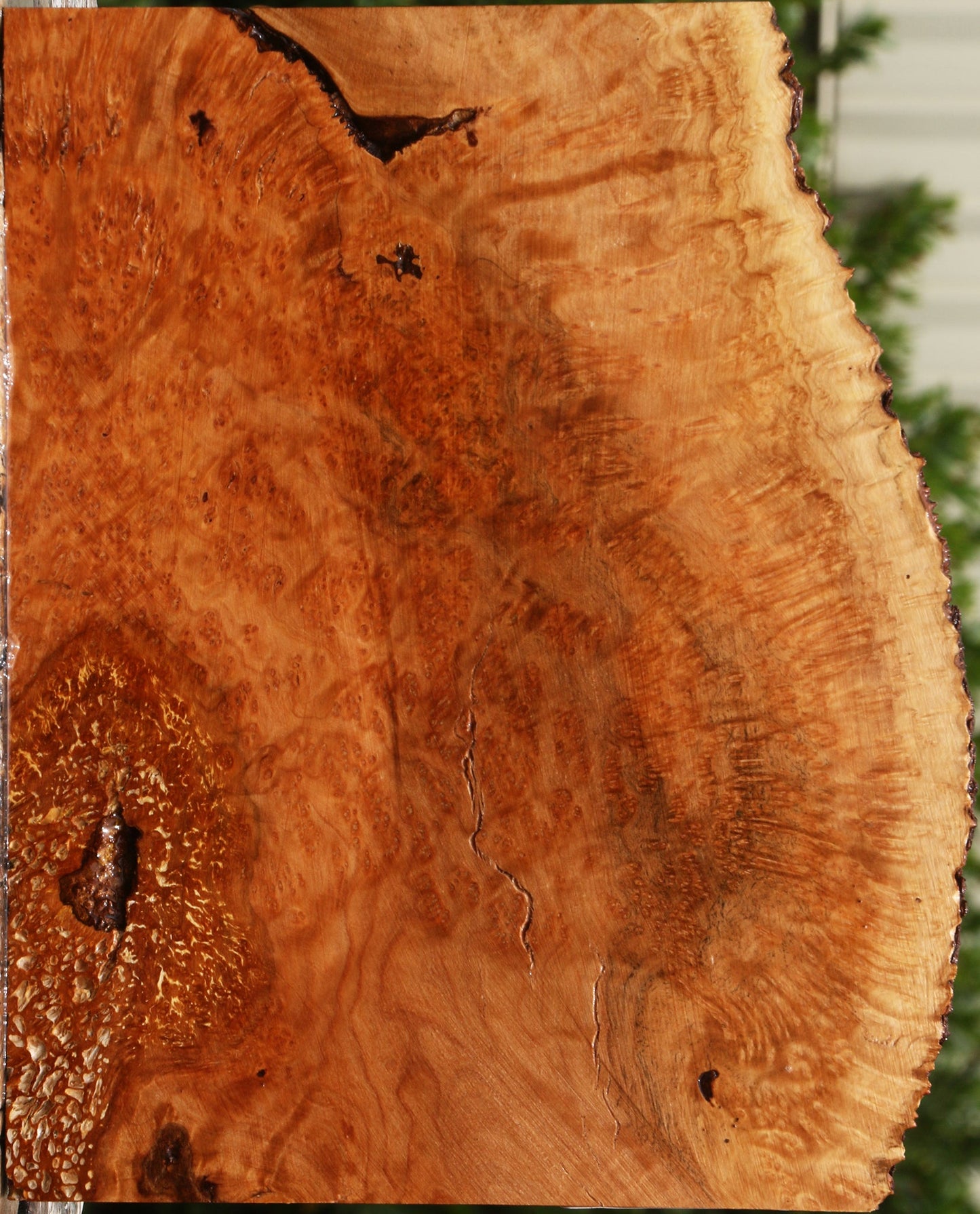 Kanista Burl Live Edge Lumber