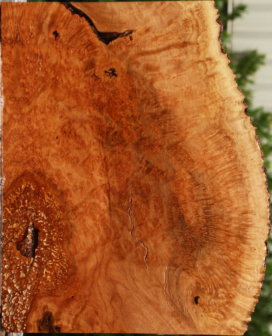 Kanista Burl Live Edge Lumber