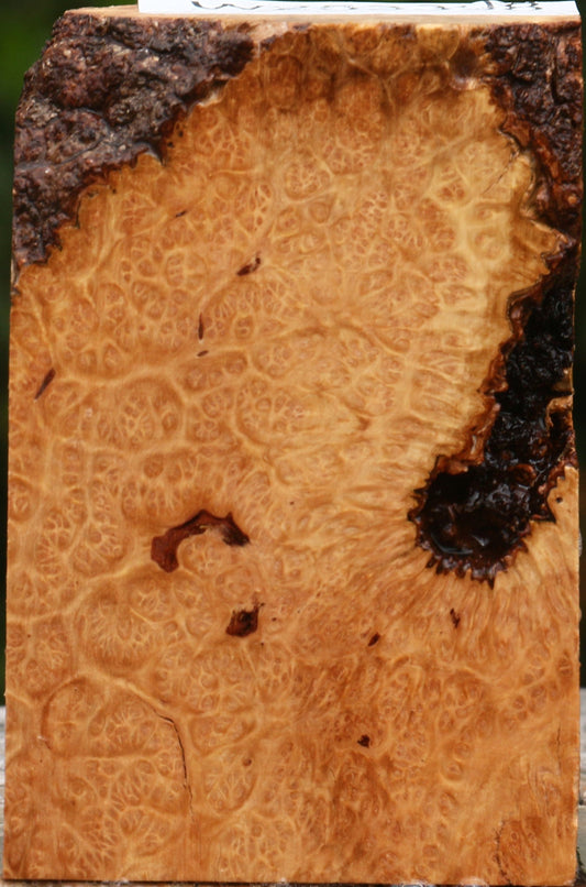 Kanista Burl Lumber