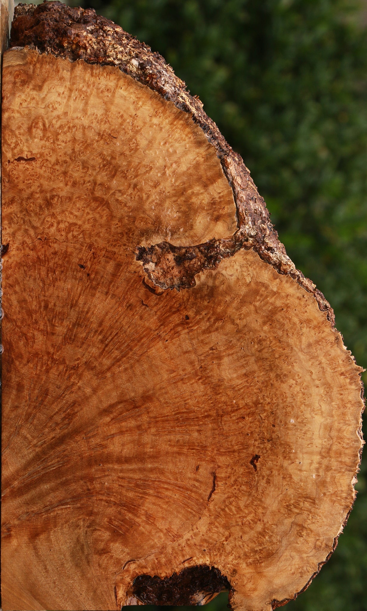 Kanista Burl Live Edge Slice