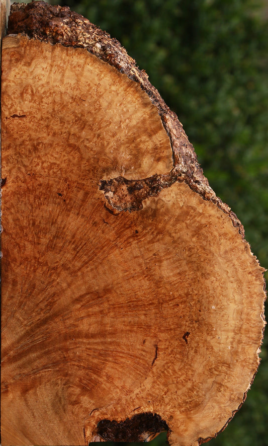 Kanista Burl Live Edge Slice