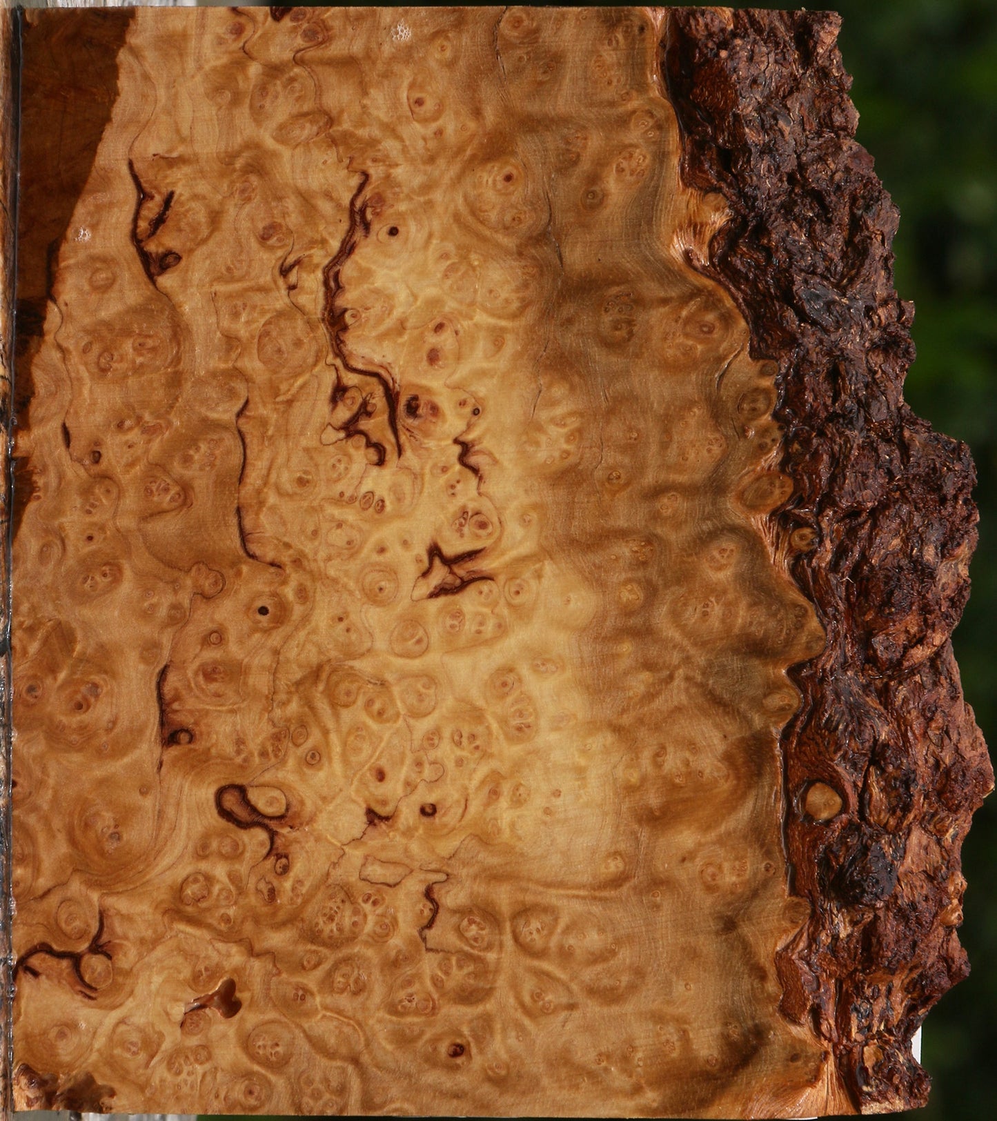 Kanista Burl Live Edge Lumber