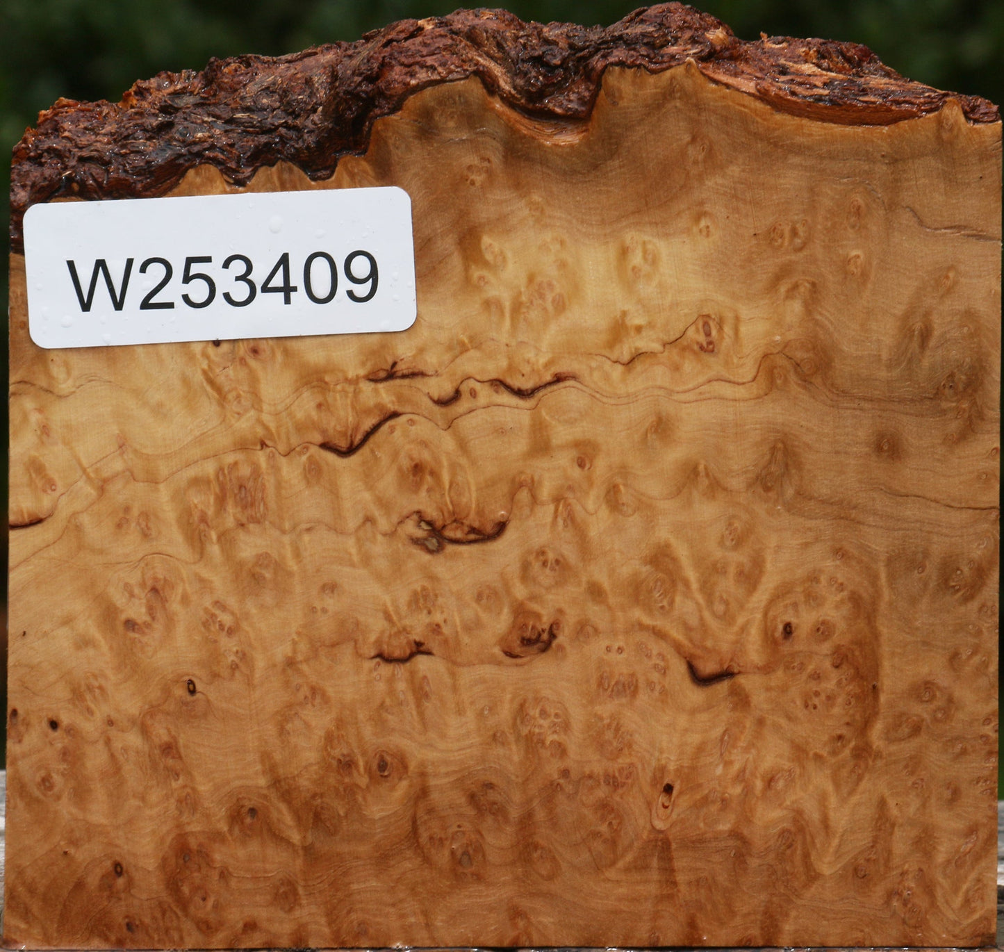 Kanista Burl Live Edge Lumber