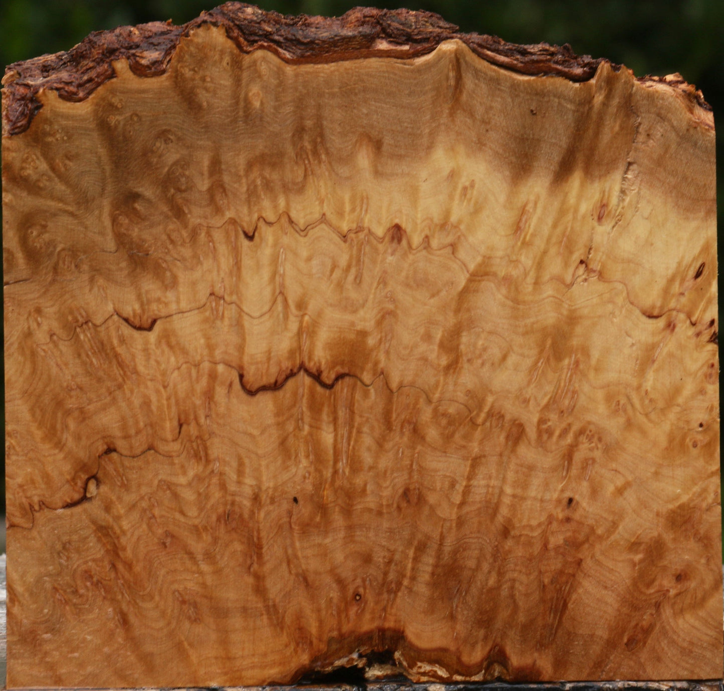 Kanista Burl Live Edge Lumber