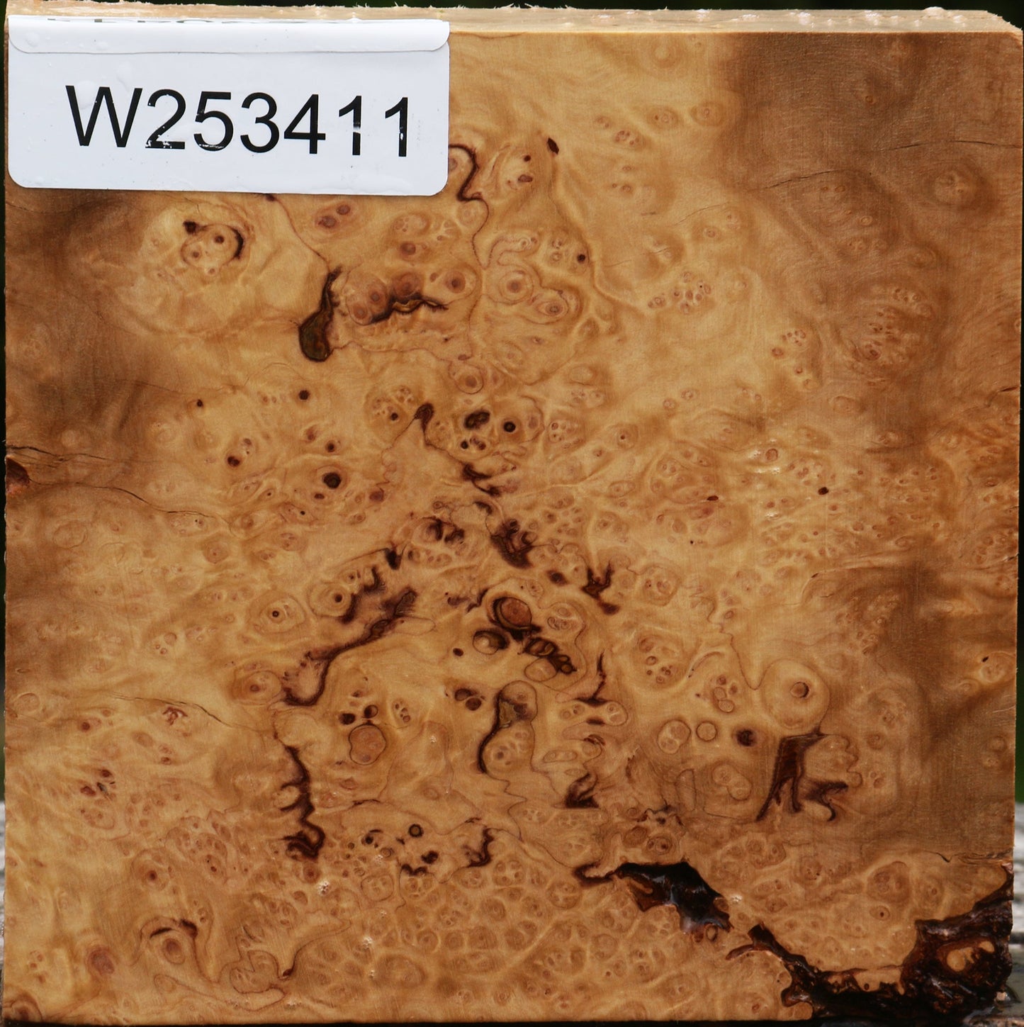 Kanista Burl Bowl Blank