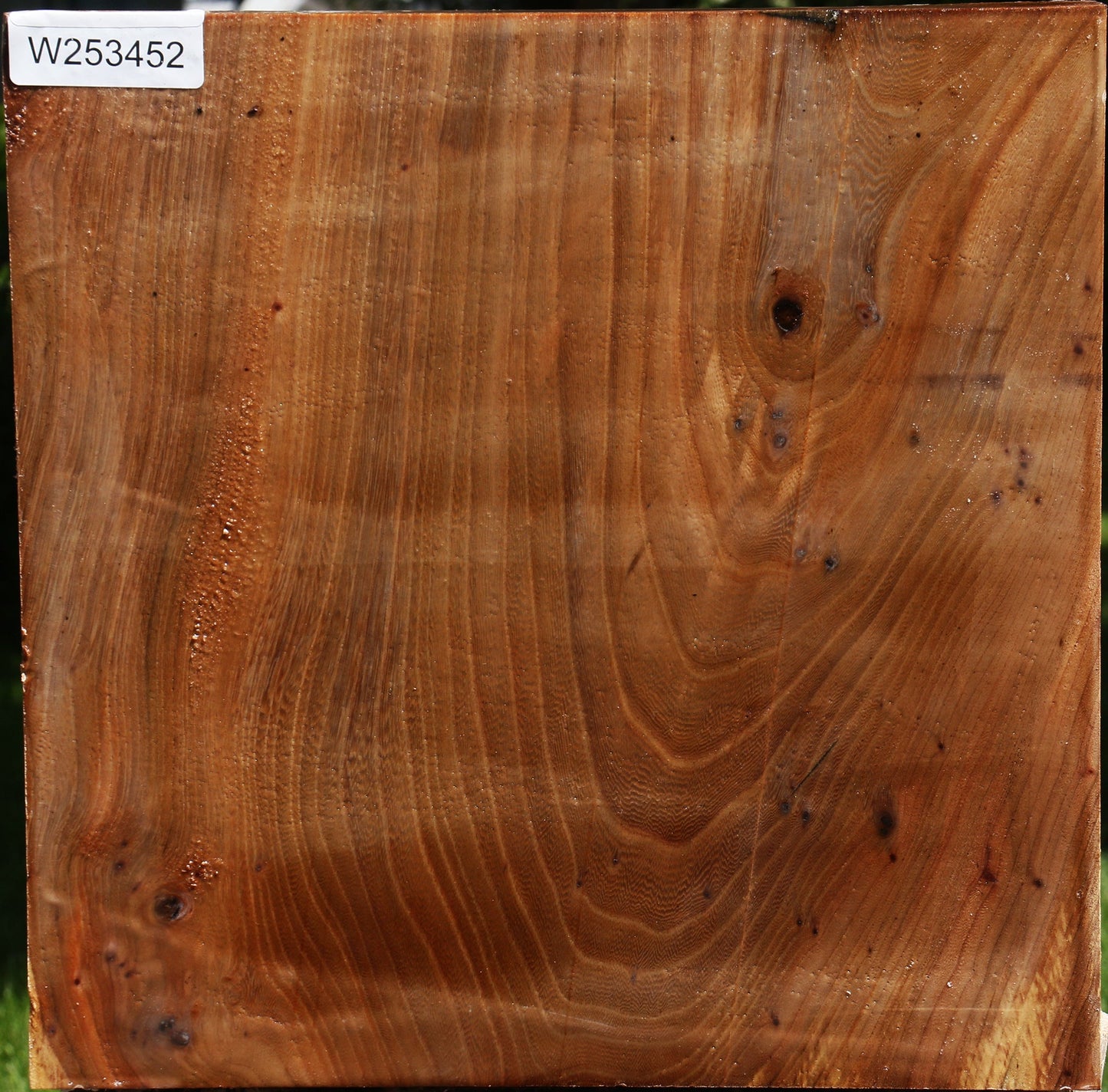 Figured Elm Burl Platter Blank