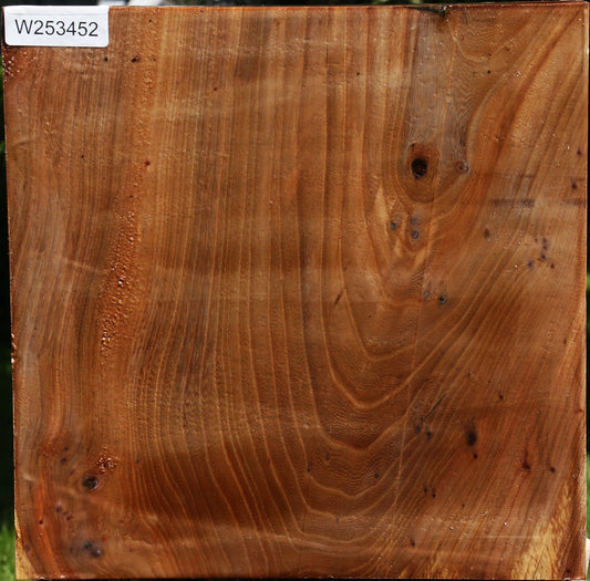 Figured Elm Burl Platter Blank