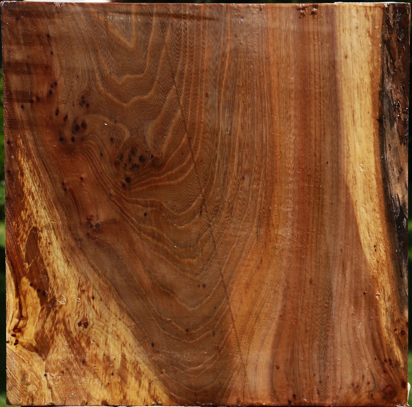 Figured Elm Burl Platter Blank