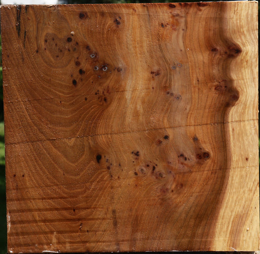 Elm Burl Bowl Blank