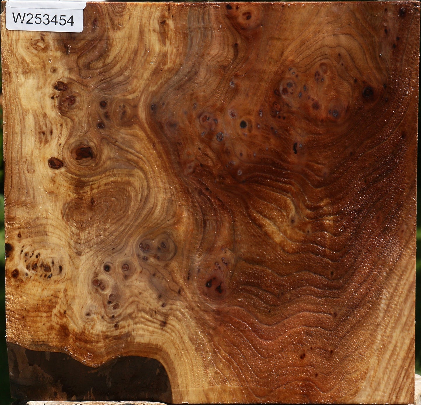 Elm Burl Bowl Blank