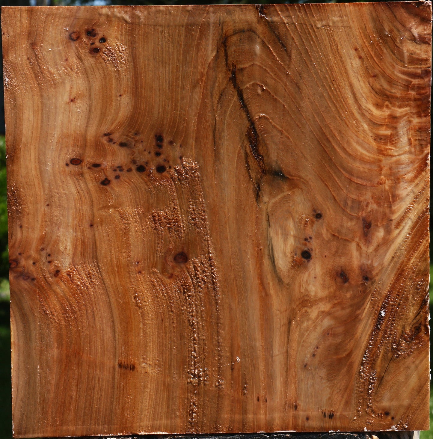 Figured Elm Platter Blank
