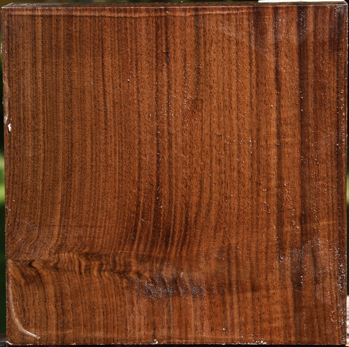 Claro Walnut Bowl Blank