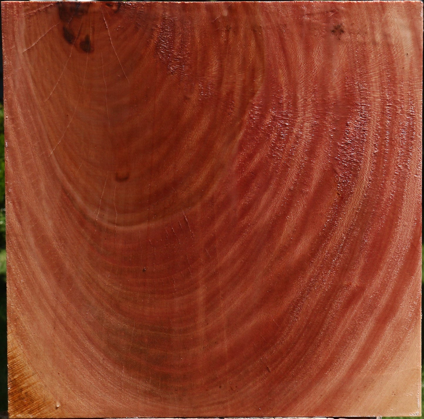 Sycamore Platter Blank