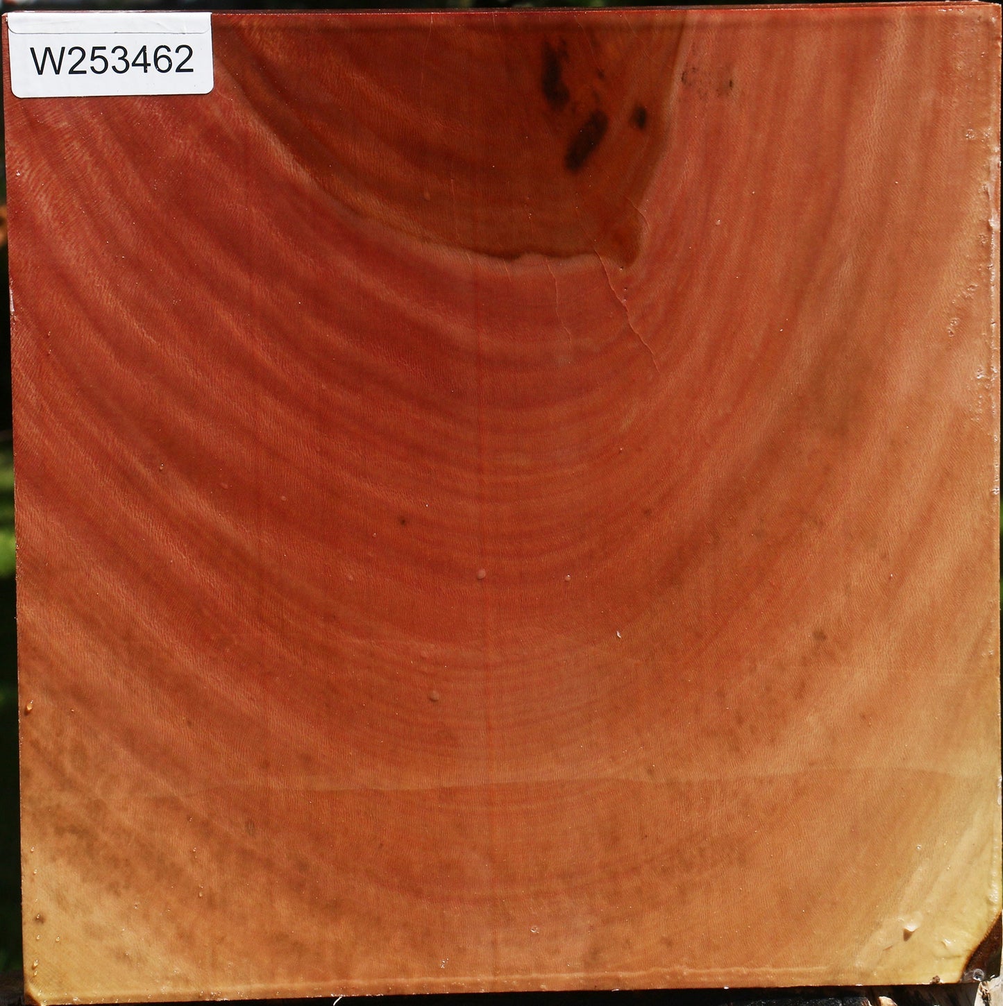 Sycamore Bowl Blank
