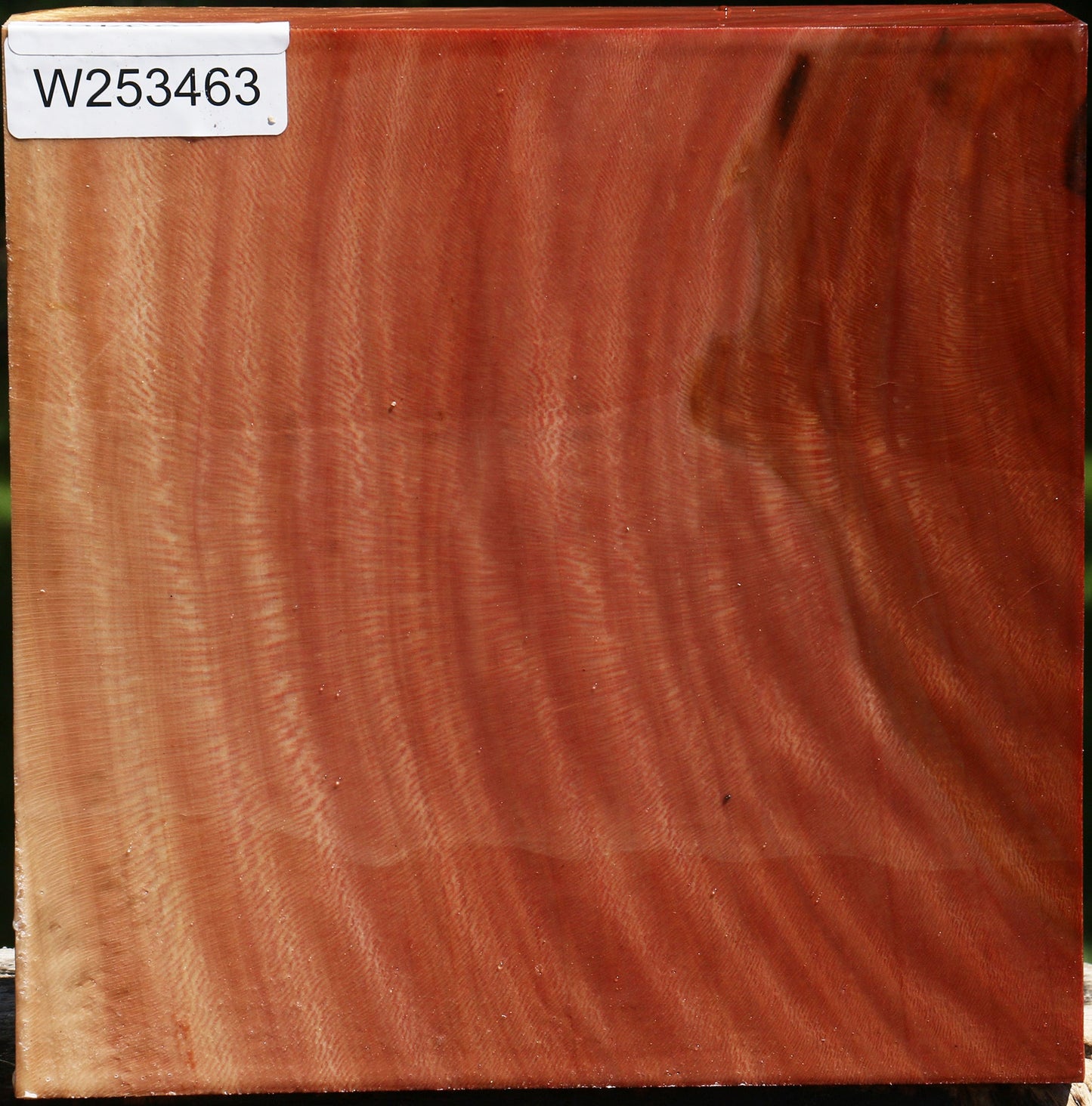 Sycamore Bowl Blank
