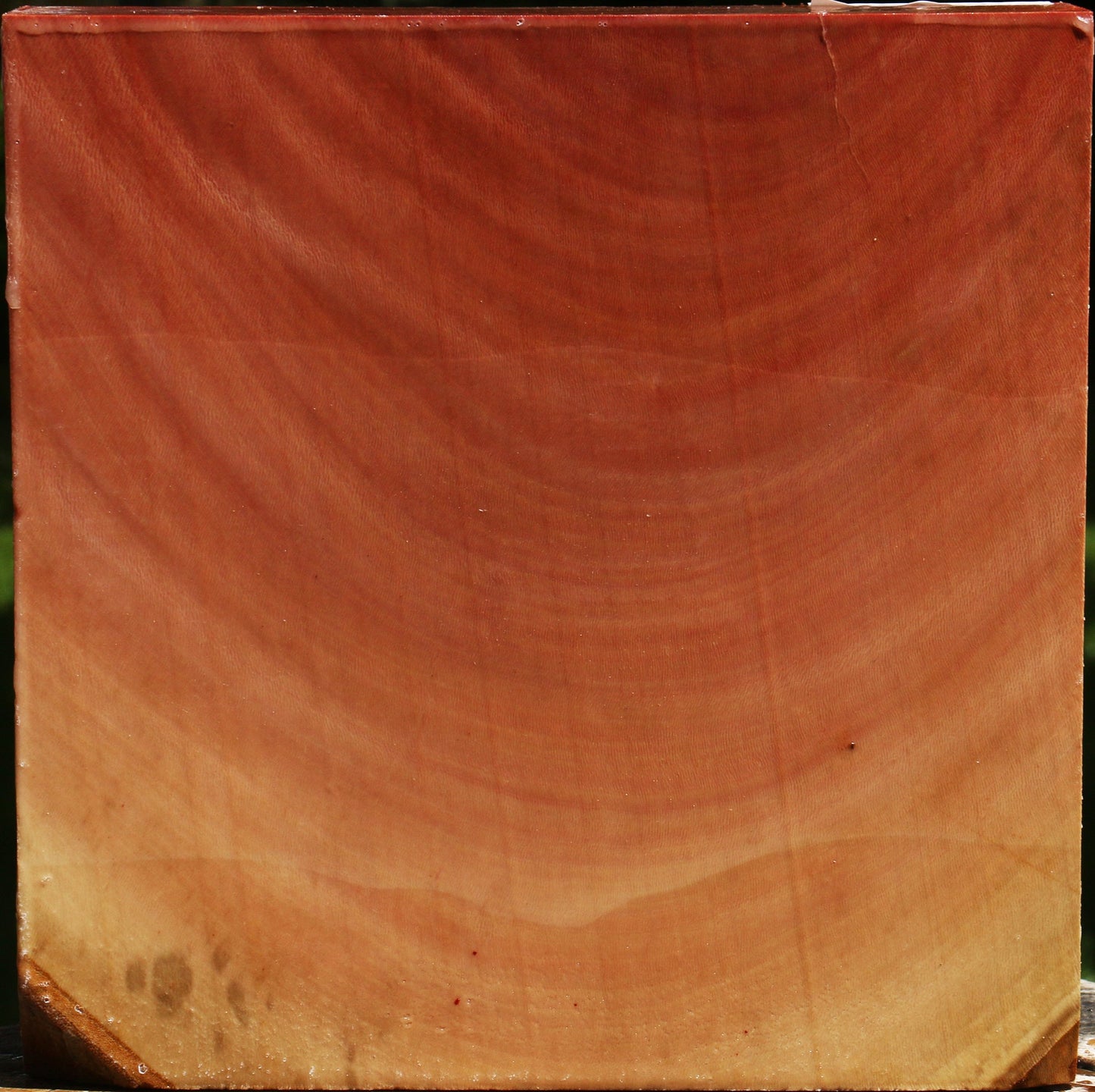 Sycamore Bowl Blank