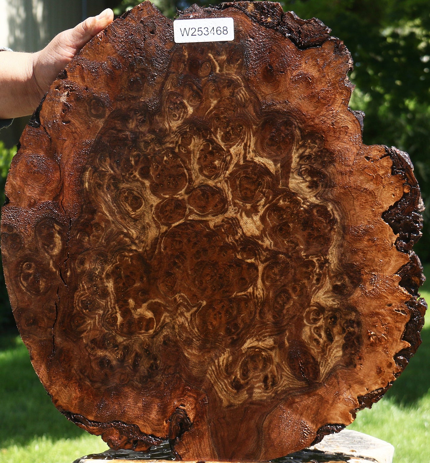 Claro Walnut Burl Cap