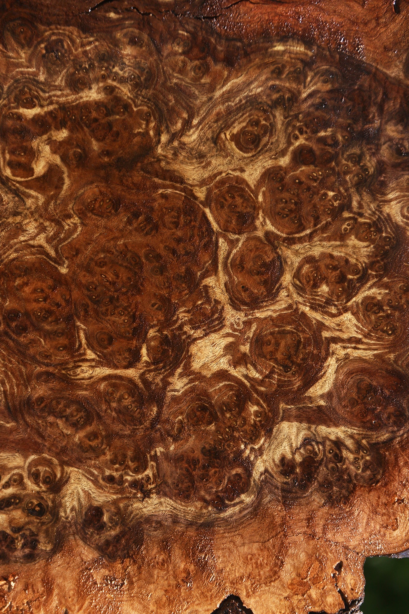 Claro Walnut Burl Cap