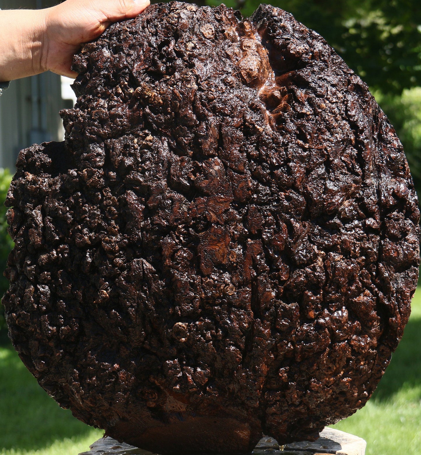 Claro Walnut Burl Cap