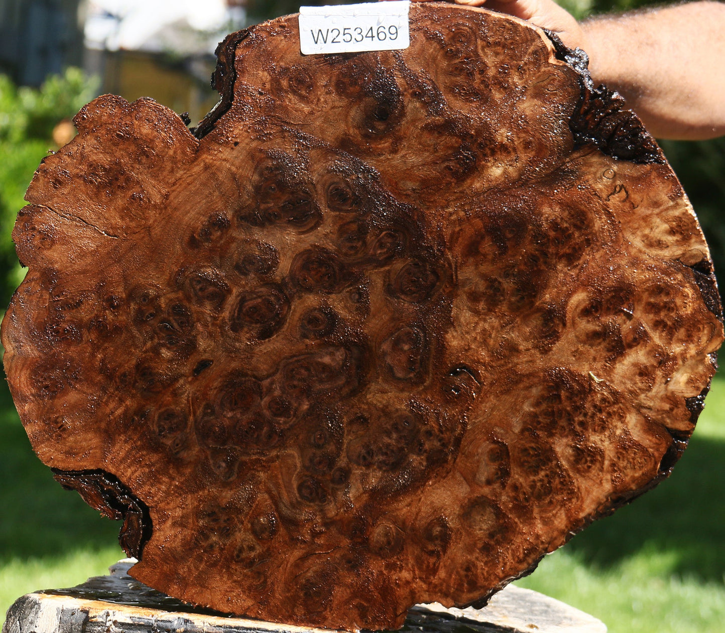 Claro Walnut Burl Cap