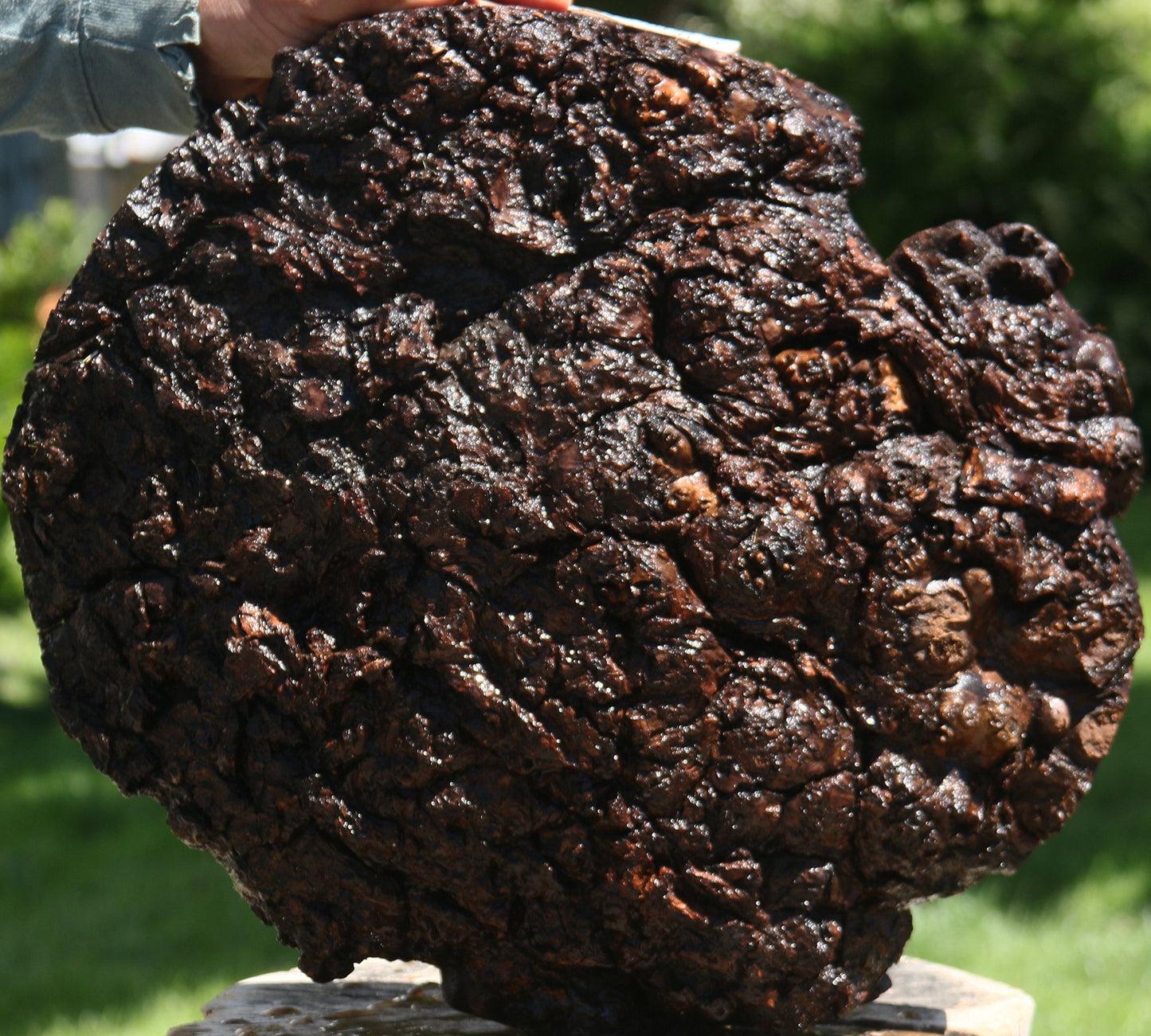 Claro Walnut Burl Cap
