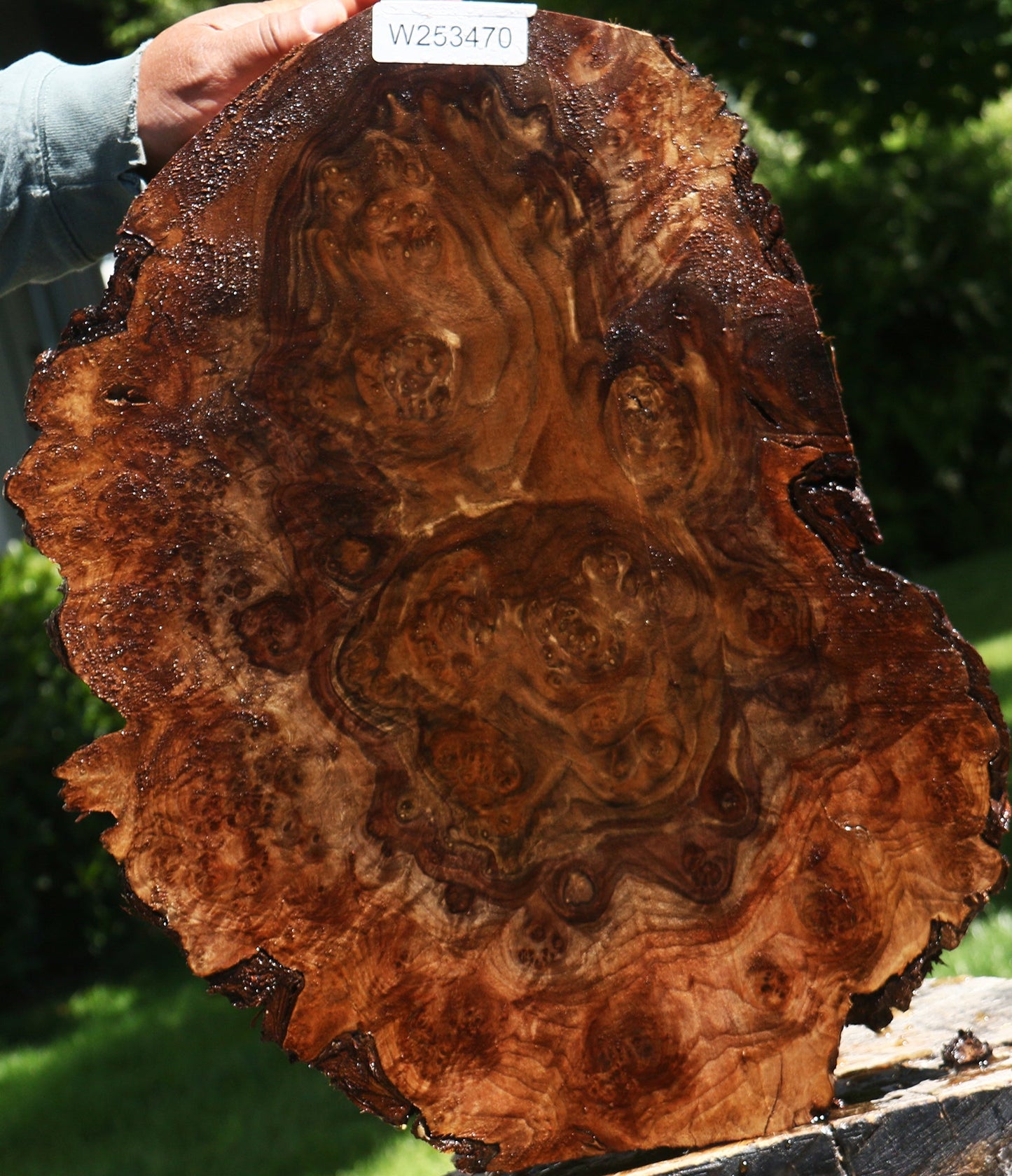 Claro Walnut Burl Cap