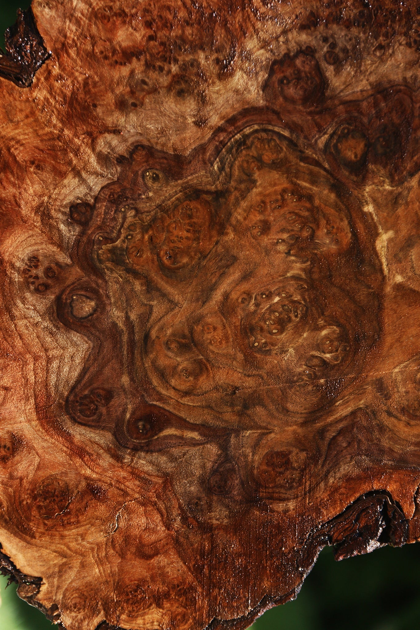 Claro Walnut Burl Cap