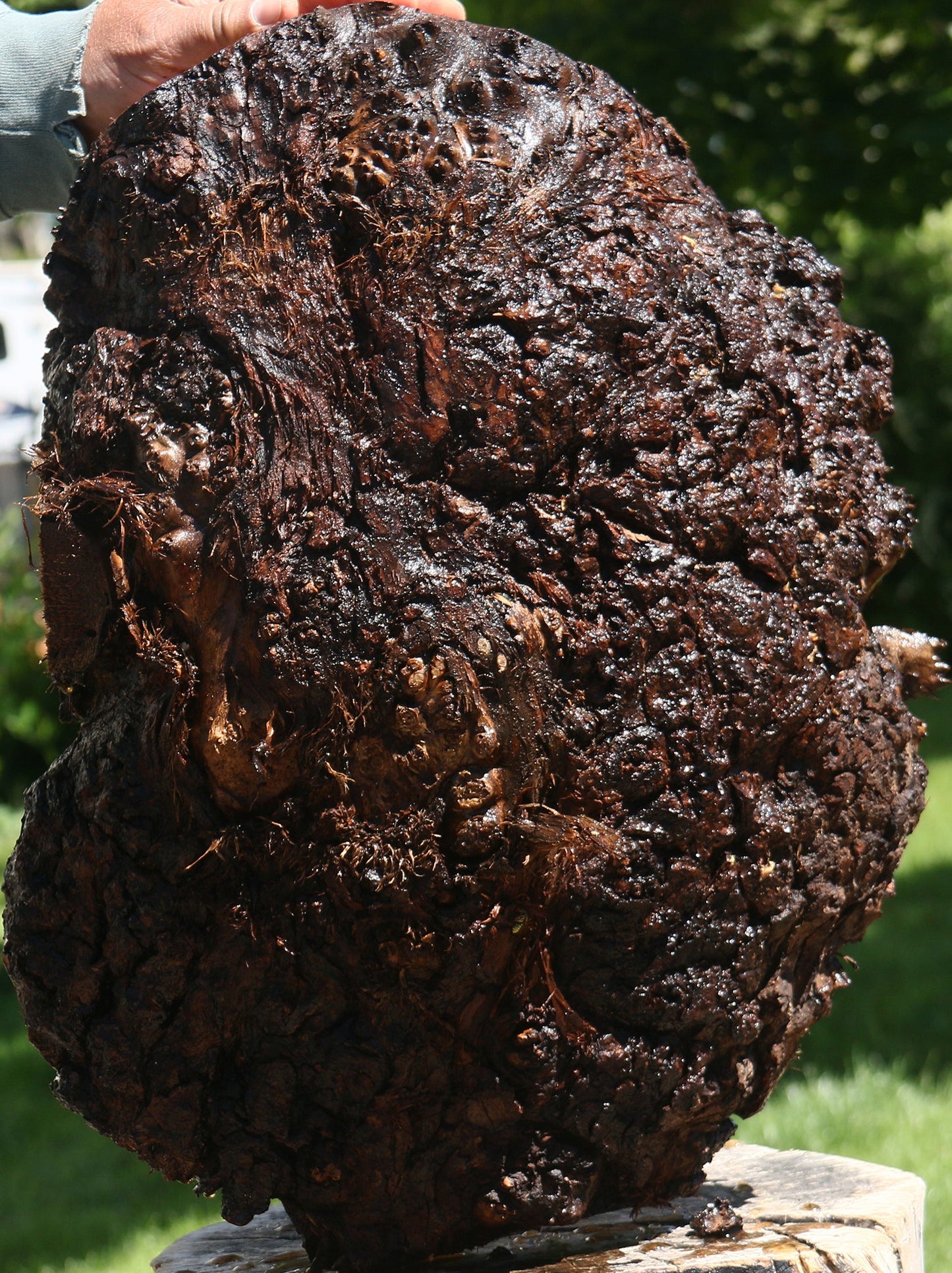 Claro Walnut Burl Cap