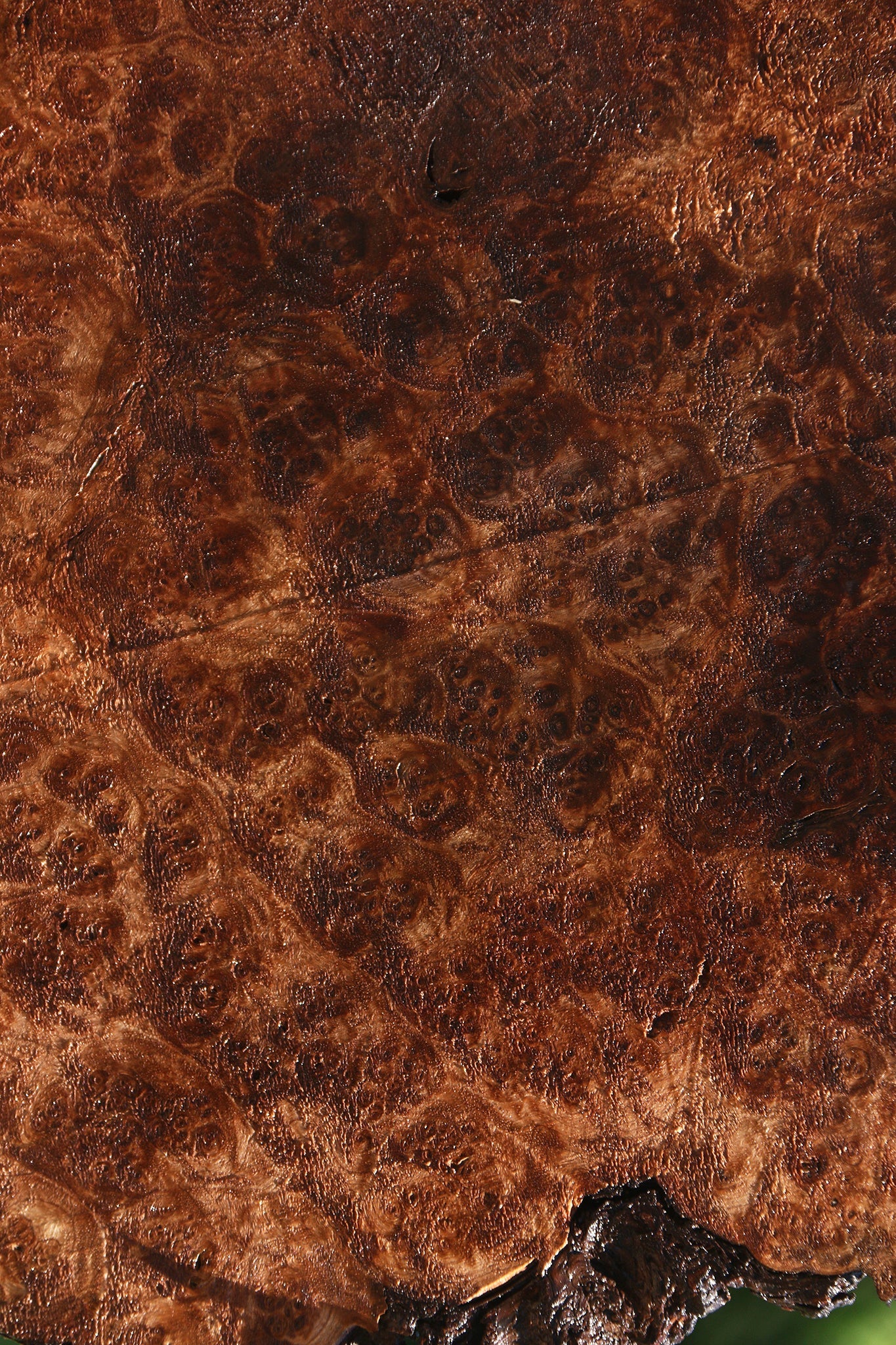 Claro Walnut Burl Cap