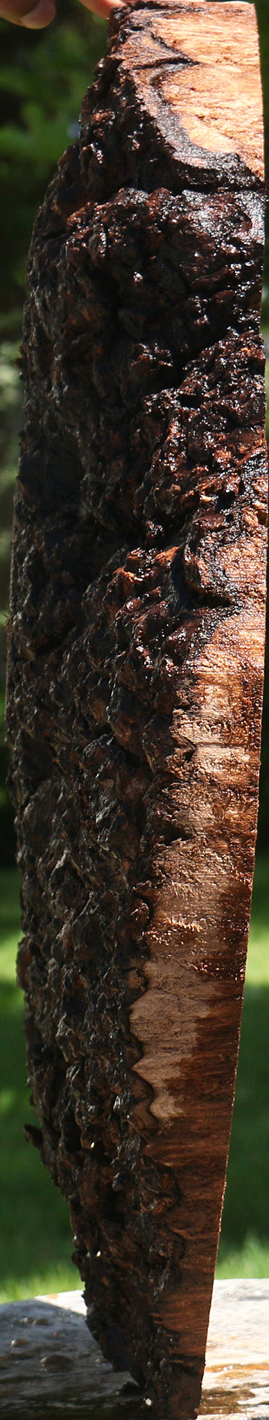 Claro Walnut Burl Cap